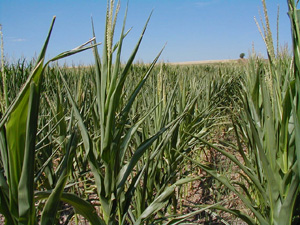 Figure 1. Corn field with leaves rolled showing drought stress. 