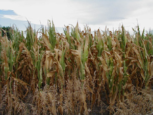 Figure 2. Corn field with tissue death from drought stress.