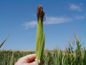 Figure 3. Drought-stressed ear just after pollination. 
