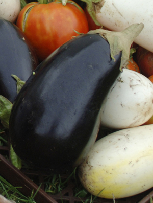 Figure 1. Eggplant.