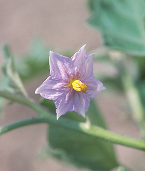 Figure 2. Eggplant flowers are violet-colored and star-shaped.
