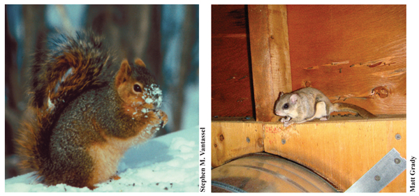 Figure 1. Eastern fox squirrel and southern flying squirrel.