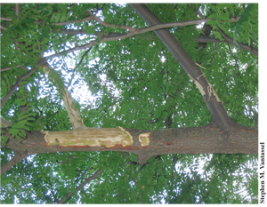 Figure 2. Tree bark is commonly stripped by squirrels during winter and spring.