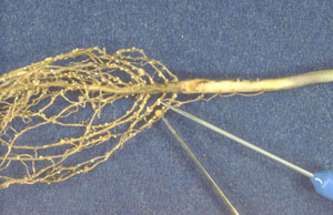 Figure 4. SCN cyst on soybean roots.