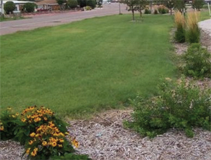 Figure 1. With low water, fertilizer and pesticide requirements, buffalograss can be an attractive turf alternative to Kentucky bluegrass and tall fescue. (Photo courtesy city of Gering, Ron Ernst and Tom Walsch.) 