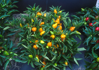 Figure 2. Ornamental peppers need full sun and consistent moisture for best production and color development. 