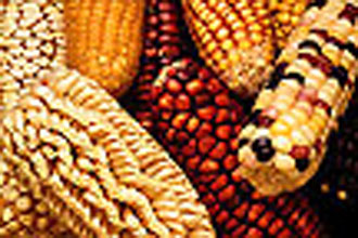 Figure 1. Ornamental corn offers variety in both ear color and size. 