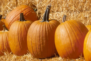 Figure 3. Pumpkins can lend some fall color to your yard.