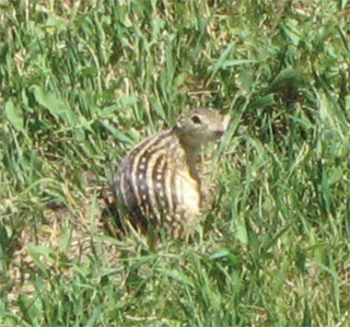 Figure 1.	Thirteen-lined ground squirrel (Spermophilus tridecemlineatus). Photo by Stephen M. Vantassel.