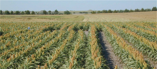 Figure 1. Conventional planting on the left, compared with plant1 – skip1 on the right. Panicle development is more advanced with the skip-row planting because of better soil water availability.