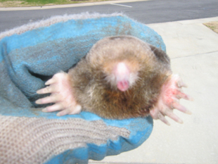 Figure 1. Eastern mole, Scalopus aquaticus. Image courtesy of Kevin Cornwall of Cornwall’s Wildlife Control LLC. 