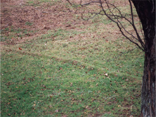 Figure 3a. Burrows and tunnels tend to be long and straight. Photo courtesy of Tom Olander of Olander’s Wildlife Control.