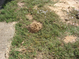 Figure 3b. A large mole mound (8 inches in diameter). Photo courtesy of Stephen M. Vantassel.