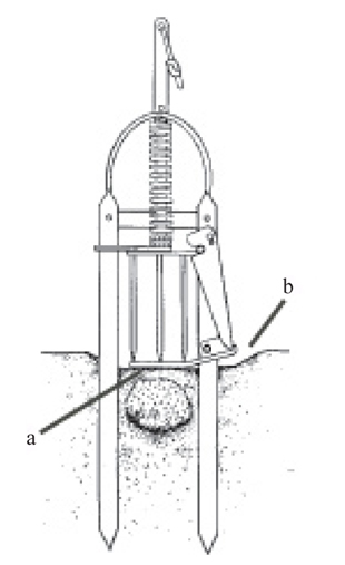 Figure 5. Setting a harpoon trap. Pack down a portion of the surface burrow (a) and push the set trap over the burrow until the trigger-pan rests firmly on the depressed ridge (b).