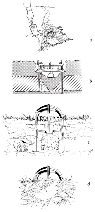 Figure 6. Setting a scissor-jaw or choker trap. Excavate a section of the burrow (a) and replace soil loosely in the excavation (b). Set the trap in the loosely placed soil so the jaws straddle the burrow or choker loops encircle the burrow (b, c), and cover set to ensure that the tunnel remains dark (d).