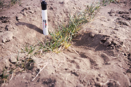 Figure 1. Blowing soil fills seed furrows and partially buries small wheat plants in the spring, resulting in increased plant stress that weakens the plants and makes them more susceptible to further damage by disease and other environmental stresses.