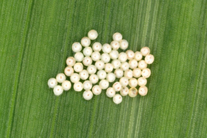 Figure 2. Newly laid western bean cutworm eggs.