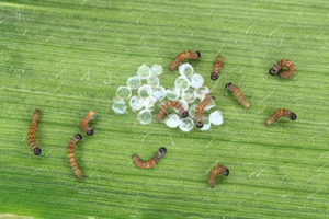 Figure 4. Newly hatched larvae. 