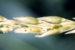 Figure 8. Larvae in corn tassel. 