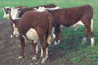 Figure 1. Bloated calf. Viewing the calf from the rear, left side distended indicating bloat. 