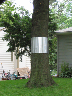 Figure 6. Aluminum collars on trees can help prevent climbing by rodents.