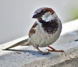Figure 1. House sparrow, male.