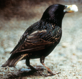 Figure 2. Starling with a piece of popcorn.