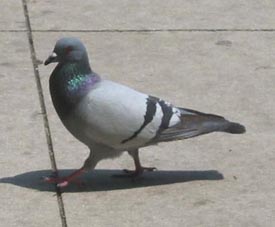 Figure 3. Pigeon.