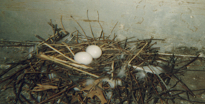 Figure 4. Pigeon nest with two eggs.