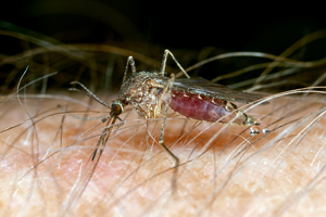 Figure 1. Adult mosquito following blood meal.