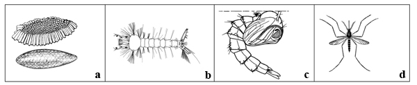 Figure 2. (a) Mosquito eggs may be laid singly or in a raft, depending on the species. Culex tarsalis eggs are laid in a raft formation in water; (b) larva (wriggler) stage; (c) pupa (tumbler) stage; (d) adult mosquito.