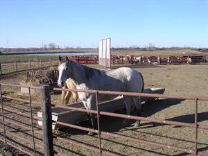 Figure 1. Horses can be maintained in dry lots. 