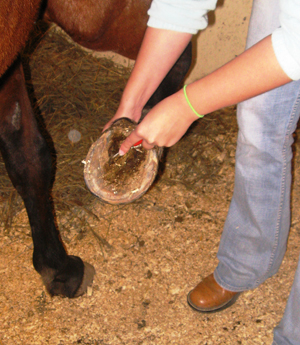 Figure 2. Hooves should be cleaned daily. 
