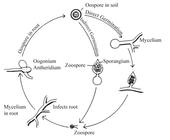 Figure 1. Disease cycle of Phytophthora megasperma f. sp. medicaginis.