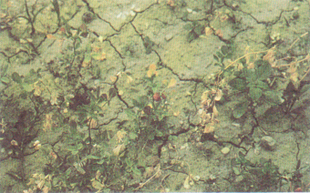 Figure 2. Damping-off of seedlings caused by Phytophthora root rot.