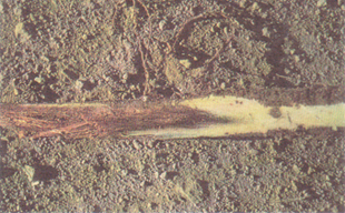 Figure 3. Rot of the central cylinder of a taproot caused by Phytophthora root rot.