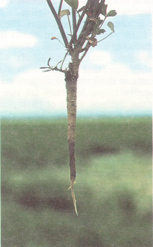 Figure 4. Rotted-off taproot due to infection by Phytophthora. 
