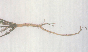Figure 5. Branching of taproot caused by Phytophthora root rot. 