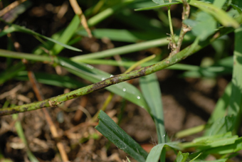 Figure 2. Darkening of stems caused by spring black stem and leaf spot.