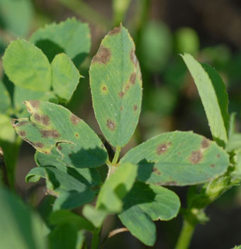 Figure 3. Ash-gray lesions of summer black stem and leaf spot. 
