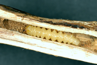 Figure 2. Larval soybean stem borer, Dectes texanus texanus.