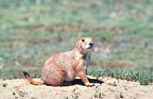 Figure 1.	Black-tailed prairie dogs, Cynomys ludovicianus. 