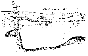 Figure 2.	Prairie dog burrow showing raised mounds, tunnels, and nest areas.
