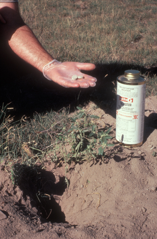 Figure 4. Aluminum phosphide applied to the burrow of a prairie dog. 