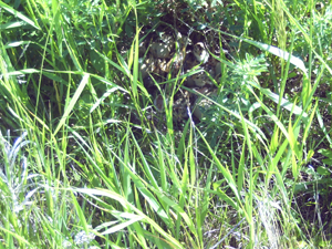 Figure 1. Pheasant chicks in their nest are hidden from view by tall, dense vegetation.