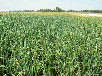 Shelby oats, a cool season annual forage option with limited irrigation.