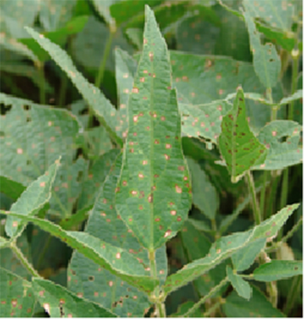 Figure 1. Frogeye leaf spot on soybean
