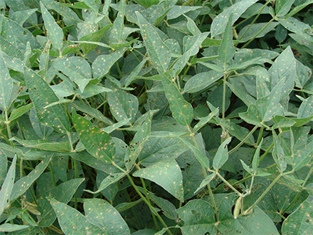 Figure 2. Frogeye leaf spot will typically occur in the upper portion of the canopy during reproductive stages.