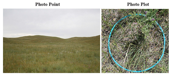 Figure 1. Photographs should include a pasture landscape scene (left) taken as a Photo Point and Photo Plot (right) to capture details of the grass and soil surface.