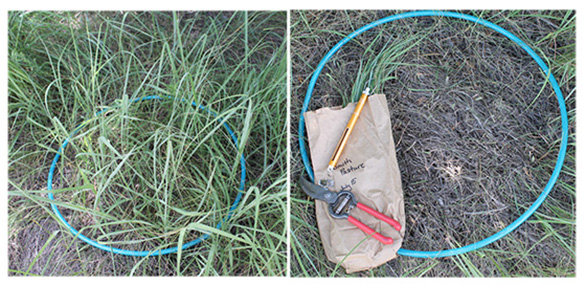 Figure 4. Find a representative area and place your plot frame (left). Clip plants rooted in the plot frame. Follow the instructions to estimate forage production.